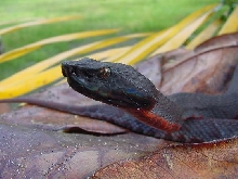 new-Bothrops-spp.